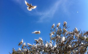 White doves sit in the upper branches of a tree. A solitary dove soars wings outspread against a bright blue sky with wisps of clouds, the sun shining through the feathers on the tips of its wings and tail.